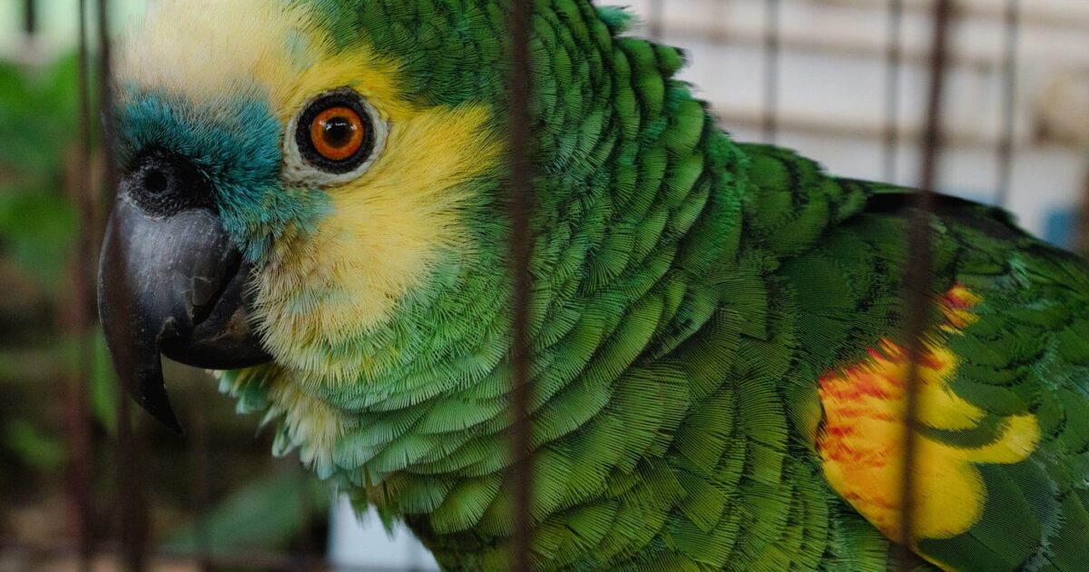 Estresse em aves: sinais e como reduzir o sofrimento