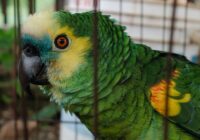 Close-up of a colorful green parrot behind bars, showcasing its vibrant plumage.
