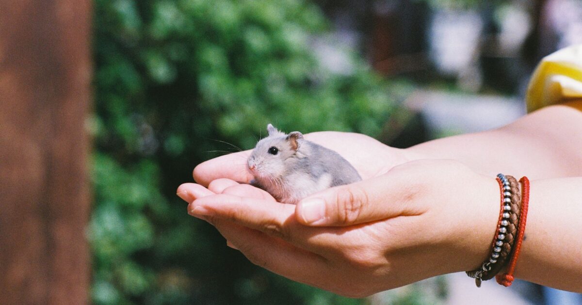 Abscesso em roedores: causas, tratamento e prevenção