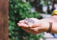 Close-up of a person gently holding a dwarf hamster in their palms outdoors.