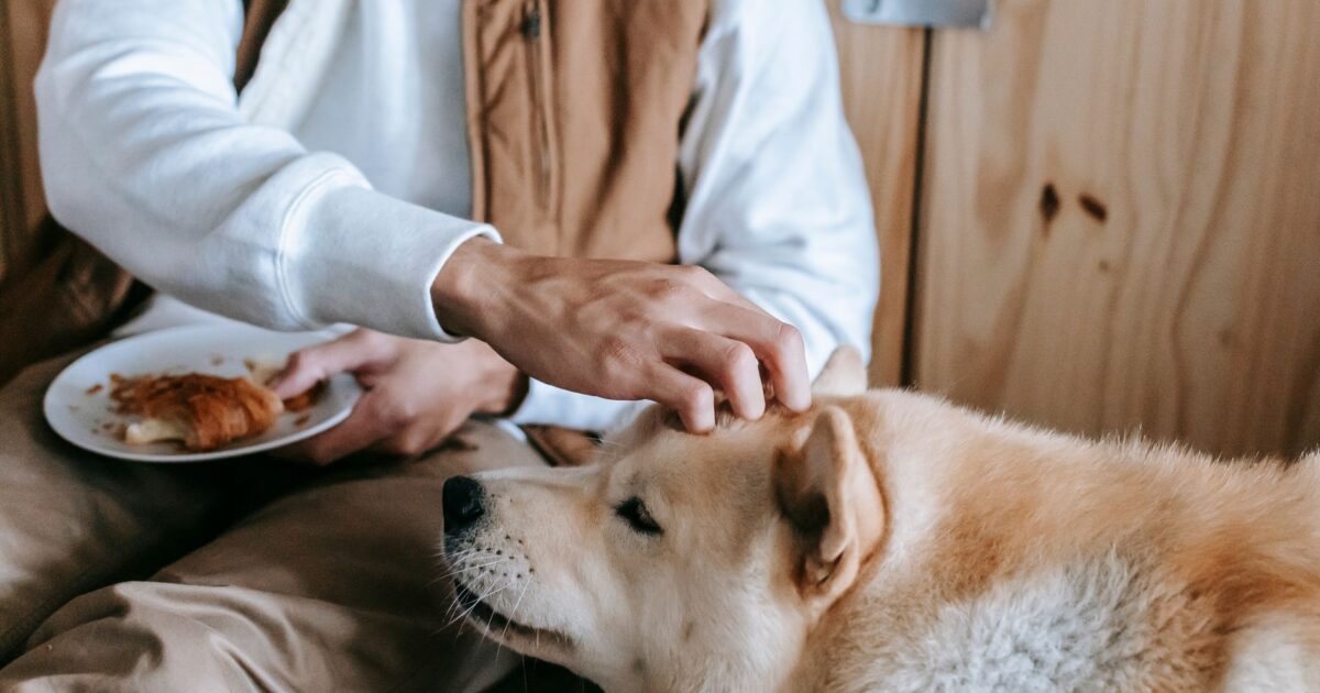 Alimentação natural para cães: receitas seguras e nutritivas