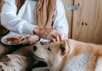 Alimentação natural para cães: receitas seguras e nutritivas