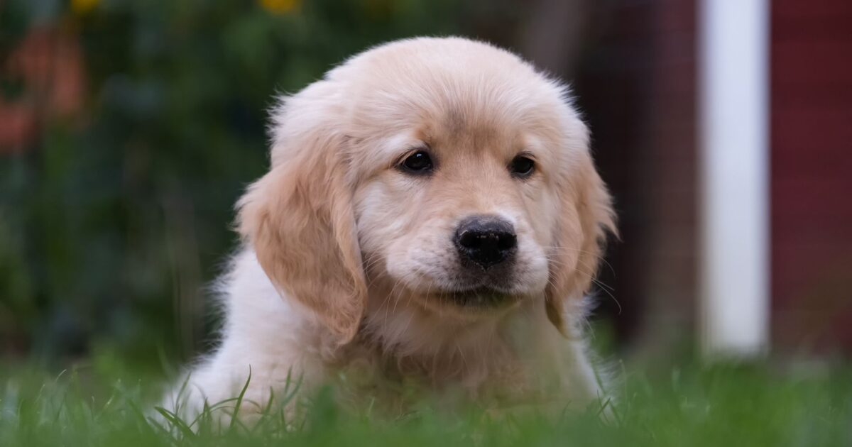 Cachorro filhote: os primeiros cuidados que fazem a diferença