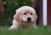 Cachorro filhote: os primeiros cuidados que fazem a diferença