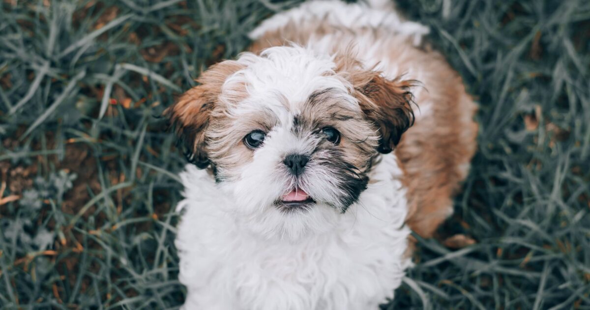 Shih Tzu: temperamento, cuidados e curiosidades guia completo