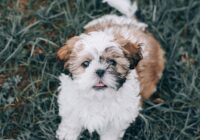 Cute Shih Tzu puppy sitting on grass with happy expression.