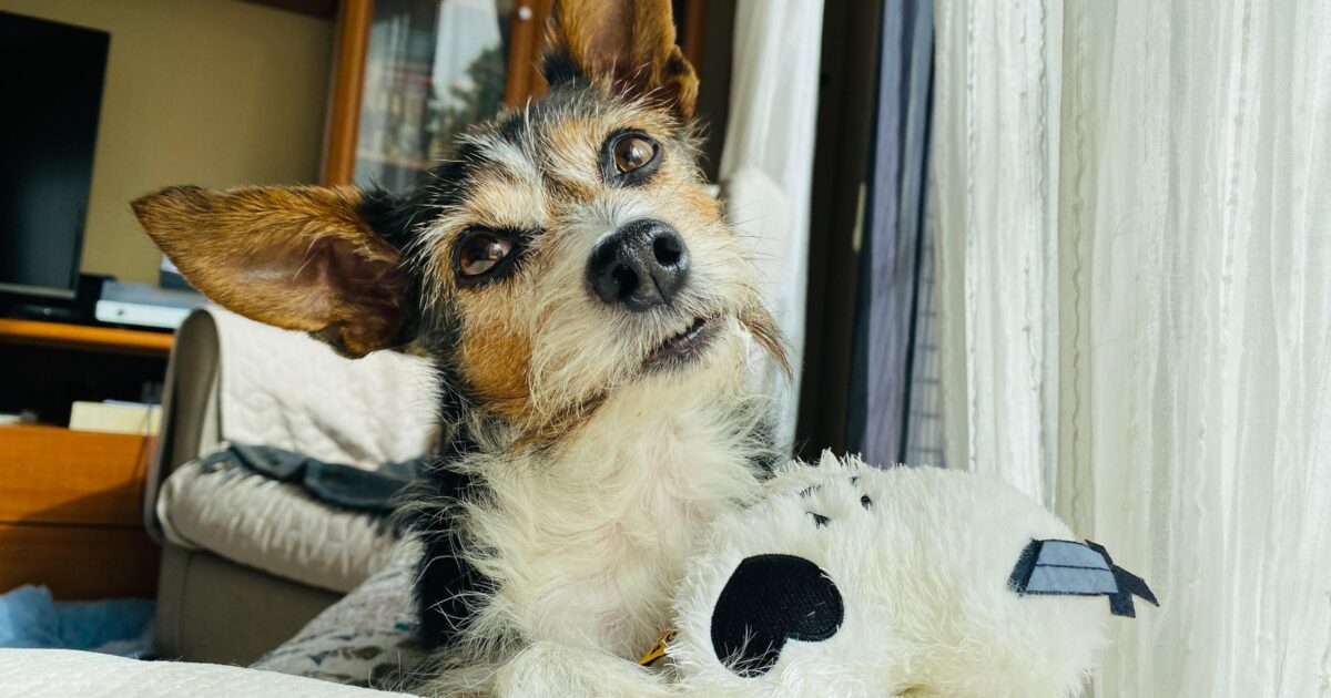 Hotéis pet friendly: tendência que cresce no Brasil