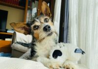 Hotéis pet friendly: tendência que cresce no Brasil