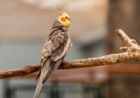 Detailed photo of a cockatiel parrot perched on a branch, showcasing its vibrant plumage.