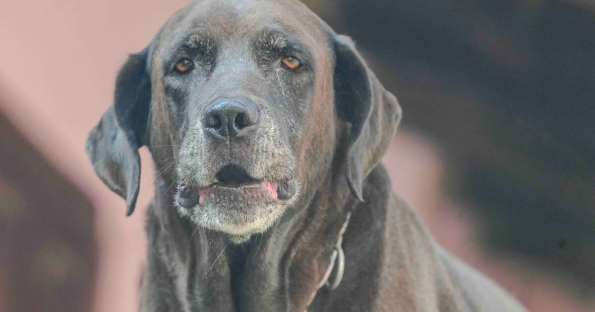 Pets idosos: como envelhecem e o amor que só cresce