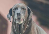 Elderly Chocolate Labrador Retriever gazing forward outdoors. Moody and gentle expression.