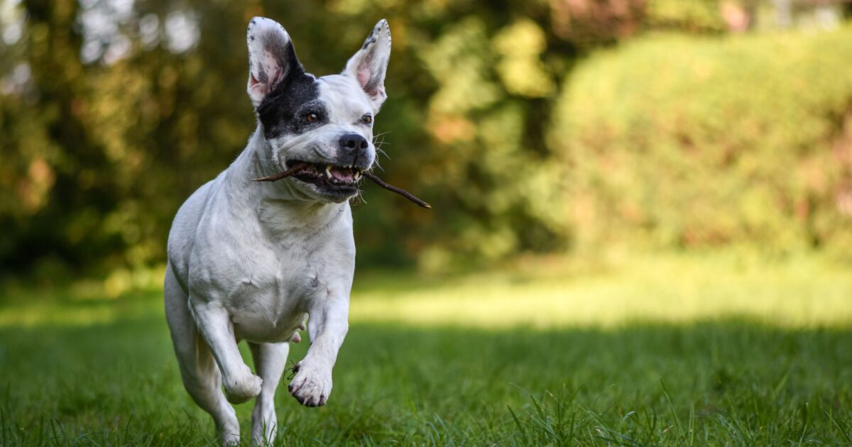 Parvovírus em cães: como proteger seu pet dessa doença grave