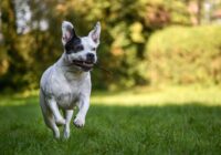 Energetic dog joyfully running with a stick in a sunny park.