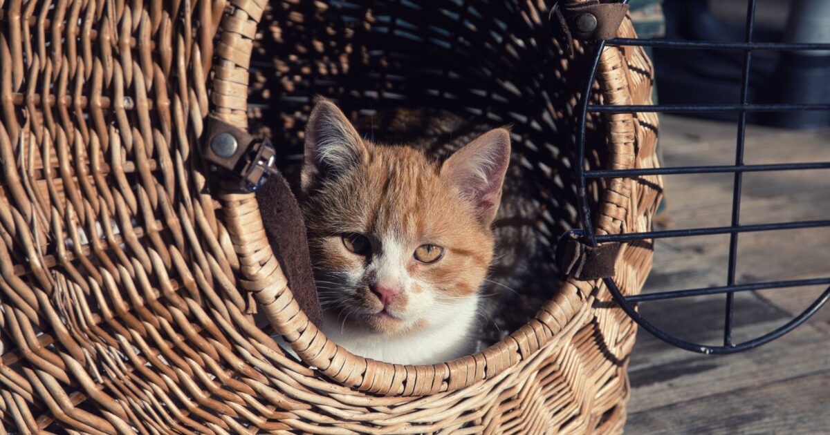 Mochila e caixa de transporte para gatos: como escolher