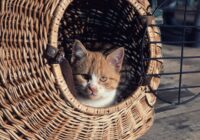 Mochila e caixa de transporte para gatos: como escolher