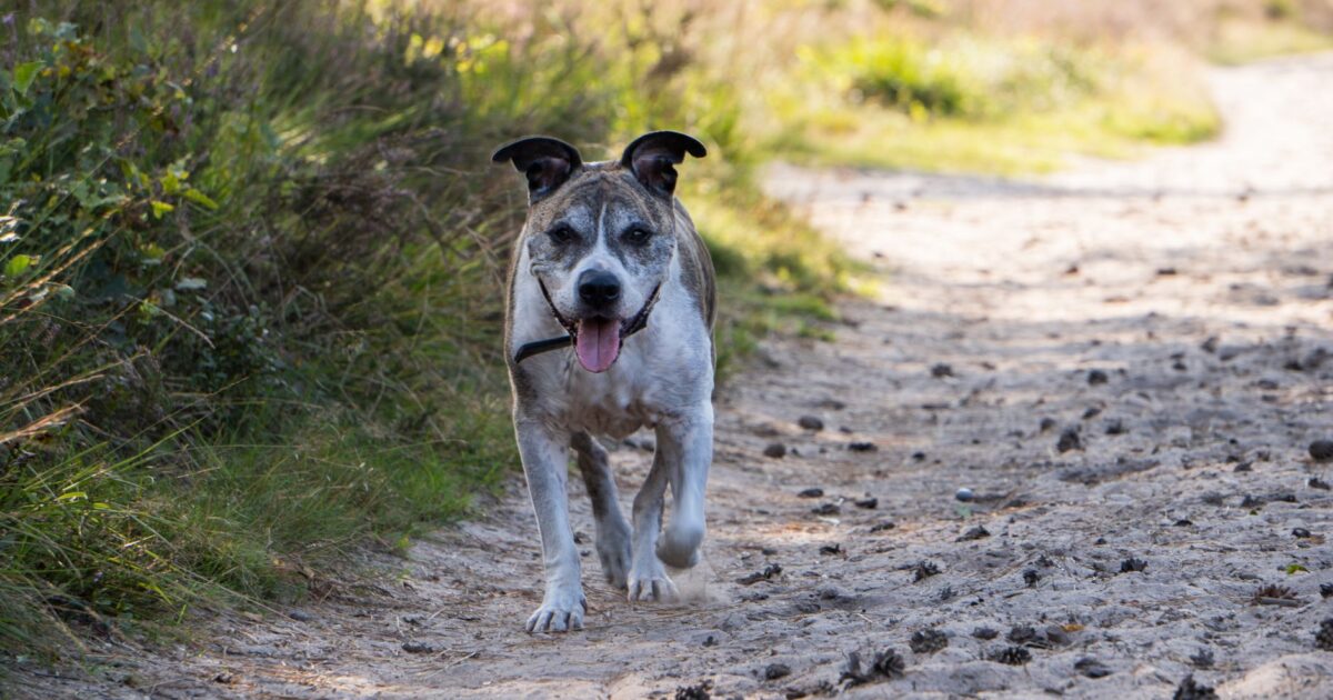 GPS para pets: como funciona e vale a pena?