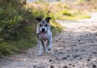 Happy dog enjoying a run on a sunny rural trail, surrounded by lush greenery.