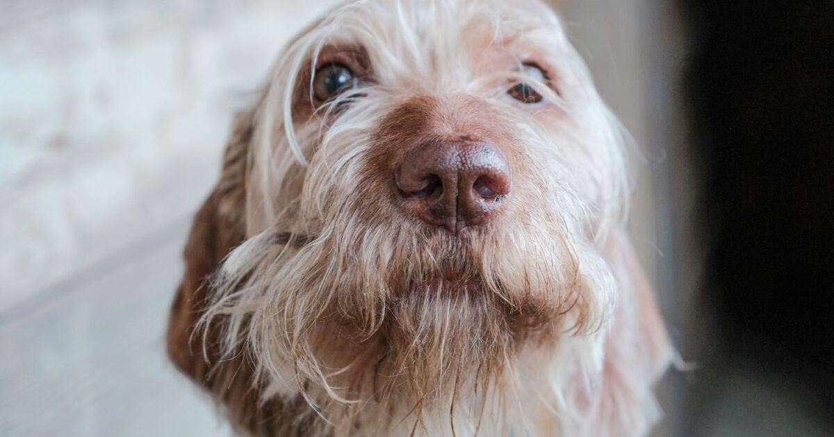 Ansiedade de separação em cães: como identificar e tratar