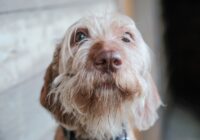 Ansiedade de separação em cães: como identificar e tratar