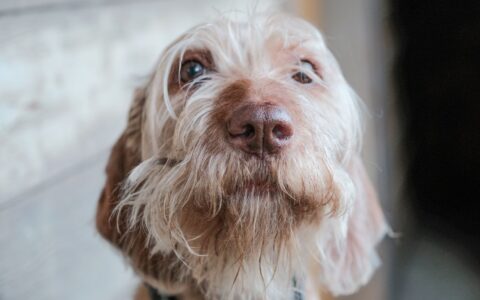 Ansiedade de separação em cães: como identificar e tratar
