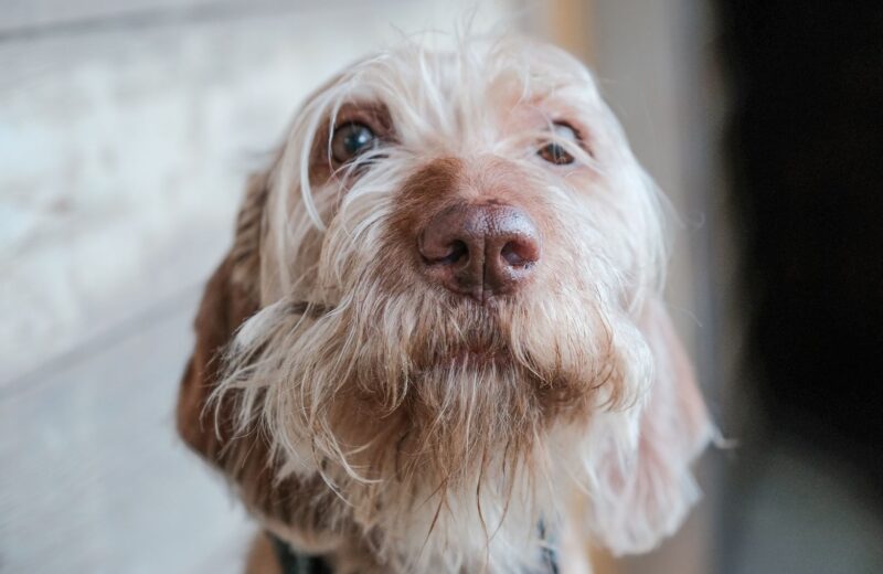 Ansiedade de separação em cães: como identificar e tratar