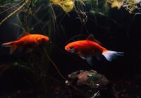 Two bright goldfish swimming gracefully in a richly planted aquarium.