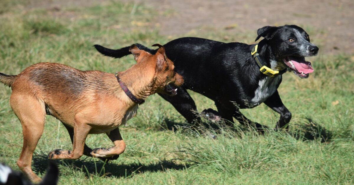 Como socializar seu cachorro com outros animais e pessoas