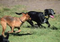Como socializar seu cachorro com outros animais e pessoas