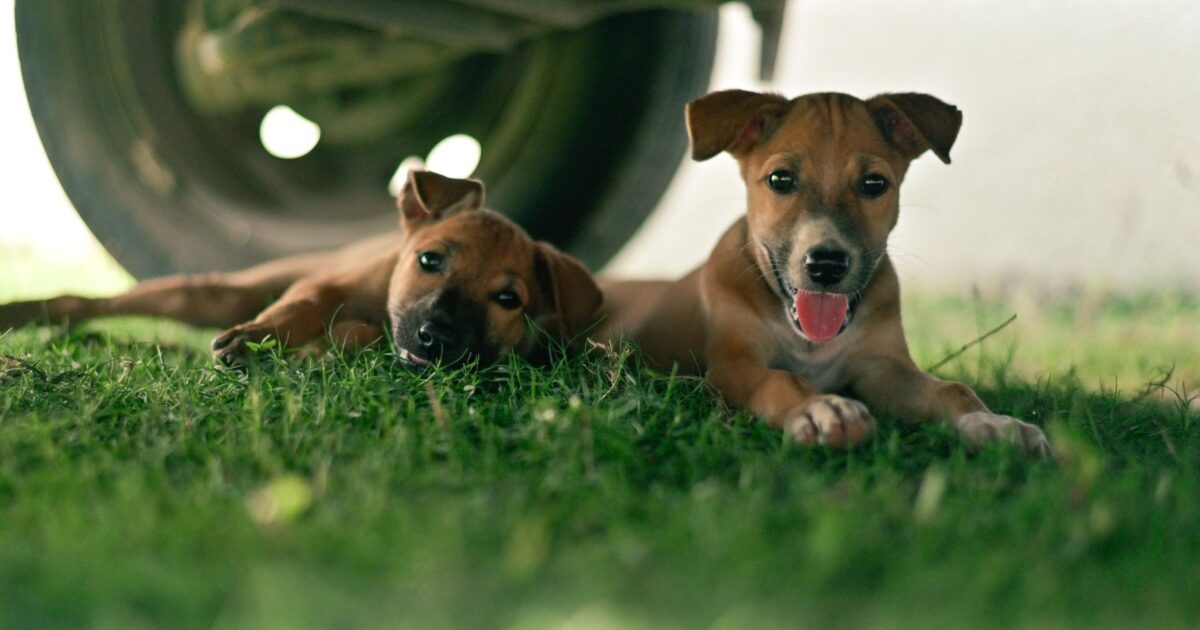 Raças de cães mais populares do Brasil em 2025: Guia de Adoção
