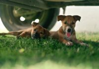 Two playful puppies resting under a vehicle, showcasing their innocence and charm on a sunny day.