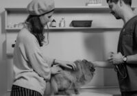 Veterinarian consults a woman with her Pomeranian in a monochrome clinic setting.