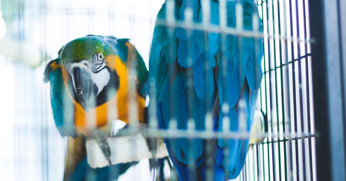 Gaiola para pássaros: tamanho ideal para cada espécie