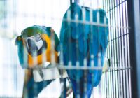 Vibrant blue and yellow macaws perched inside a cage, showcasing colorful plumage.