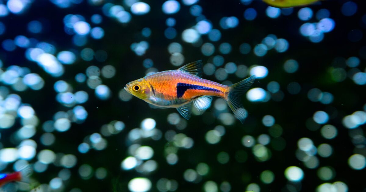 Ich (doença dos pontos brancos) em peixes: tratamento completo