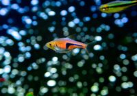 Vibrant fish swimming in a freshwater aquarium with bokeh effect in Hong Kong.