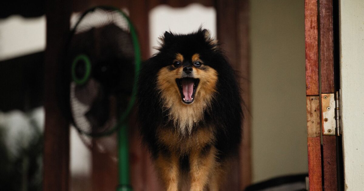Cão latindo demais: causas e como resolver com sucesso