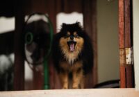 Yawning Pomeranian dog standing by a doorway with open mouth, indoors.