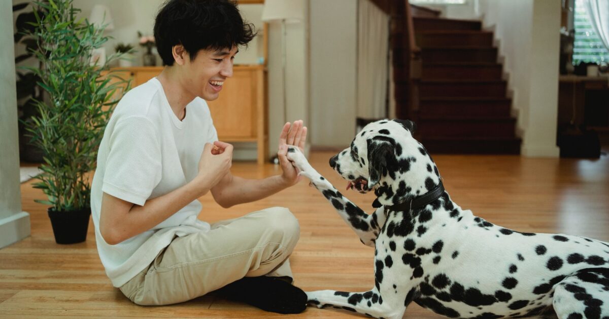 Adestramento de cães em casa: técnicas que realmente funcionam