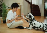 Adestramento de cães em casa: técnicas que realmente funcionam
