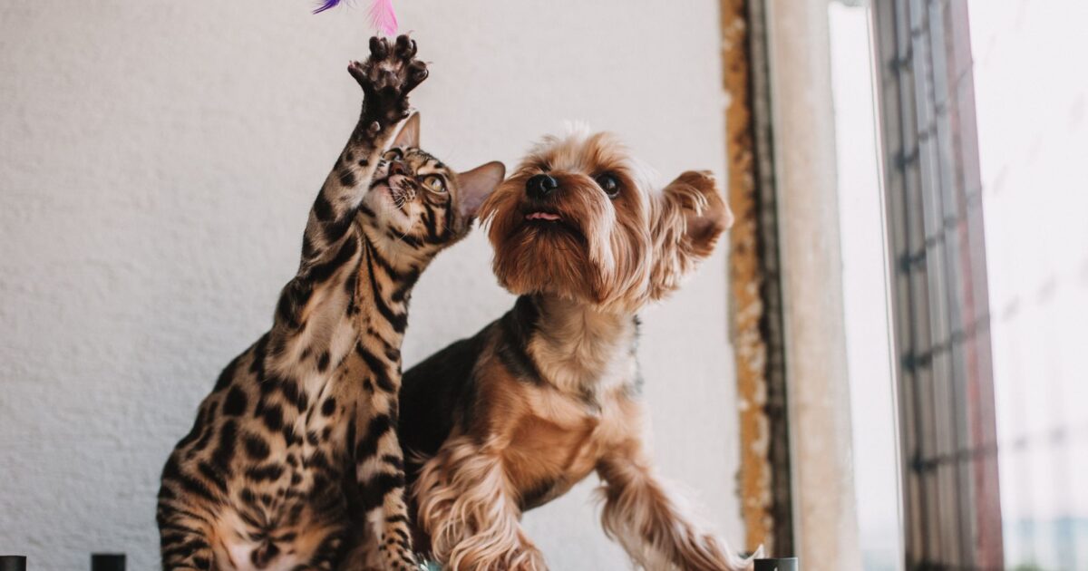 Black Friday para pets: o que vale a pena comprar hoje