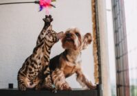 Black Friday para pets: o que vale a pena comprar hoje