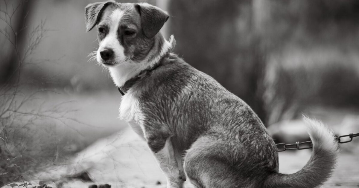 Ansiedade de separação em cães: como identificar e tratar