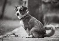 Ansiedade de separação em cães: como identificar e tratar
