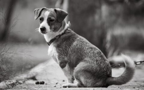 Ansiedade de separação em cães: como identificar e tratar