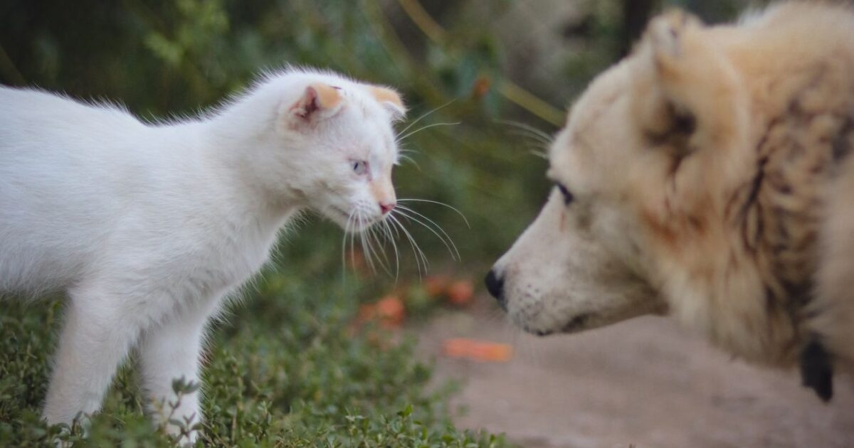 Linguagem corporal de pets: aprenda a entender seu animal