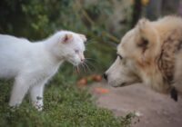 Linguagem corporal de pets: aprenda a entender seu animal