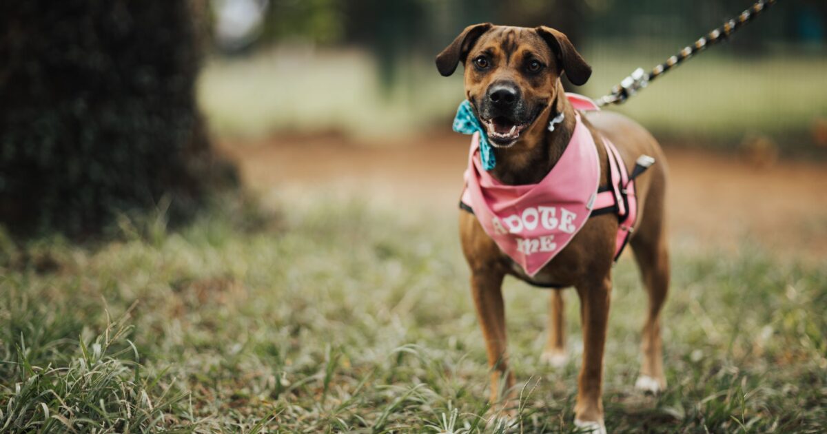 Cuidados essenciais com cães: guia completo para tutores