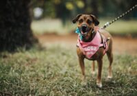 Cuidados essenciais com cães: guia completo para tutores