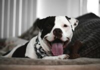 Pitbull: a verdade sobre a raça e como criar com responsabilidade