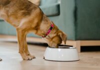 A domestic dog wearing a pink collar eats from a white bowl inside a home.